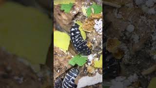 Zebra pods Armadillidium maculatum shorts isopods inverts cute cutepets metallica [upl. by Treacy]