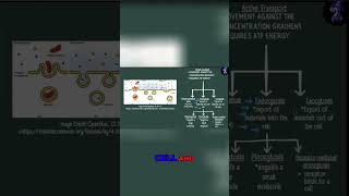 Endocytosis vs Exocytosis Understanding Cell Transport [upl. by Romonda]