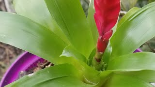 Bromelia transplante y cuidados [upl. by Niliac]