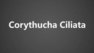 How To Pronounce Corythucha Ciliata [upl. by Niklaus]