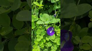 BUNGA TELANG TERNATE Atau Clitoria ternatea ‼ butterfly pea flowers bungatelang clitoriaternatea [upl. by Egroeg]