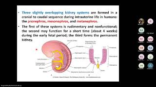 Development of Urogenital System Part 1 Development of the Kidney [upl. by Jenda]