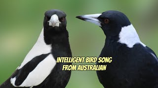 INTELLIGENT BIRD SONG AUSTRALIAN MAGPIE GYMNORHINA TIBICEN [upl. by Ramedlab58]