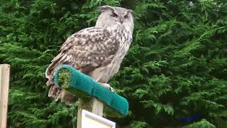 Birds of Prey close encounters at Kielder Birds of Prey [upl. by Nasaj689]