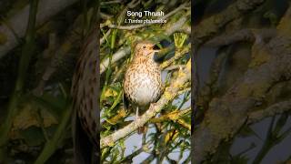 Song Thrush singing at sunrise [upl. by Spitzer]