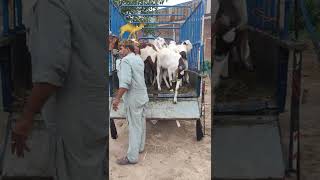 26 bakra purchase from rahim yar khan  bakra unloading [upl. by Nnahtur]