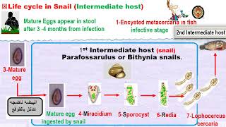 Parasitology ASU GIT module Clonorchis Dr Khaled habib [upl. by Aizek]