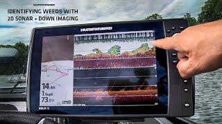 How to Identify Weeds with Down Imaging and 2D Sonar [upl. by Hajin700]