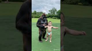 Baby dances with gorillas cute gorilla animalsbaby shorts funny love [upl. by Siderf823]