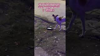 Viral  दिवाली मे यार एक जगह खड़े होना मुश्किल है sab lol hai viralvideo [upl. by Nobe282]