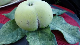 Iba por un caminito y me encuentro con un zapote blanco zapotillo Casimiroa edulis [upl. by Telford]