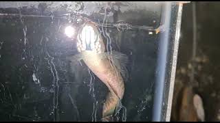 Channa bleheri aka Rainbow Snakehead Jumps Out of Water India most Exotic Aquatic Species [upl. by Tipton]