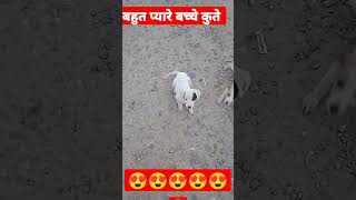 🙏😍😍😍 3 बच्चे बहुत सुंदर से मिले कुत्ते कीshorts youtubeshort emotional baby [upl. by Ecirtahs400]