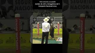 TITO LIVIO CAMPEON NACIONAL PASO FINO 2024 pasofino caballos horse [upl. by Boak]