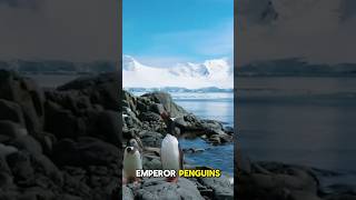 The Impact Of Animals In Antarctica  Thrill Zone [upl. by Eiveneg]