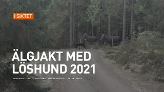 Älgjakt med löshund 2021 [upl. by Nwahsid]