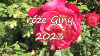 róże Giny 2023 [upl. by Azerila]