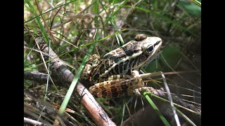 Pickerel frog call [upl. by Rutger570]