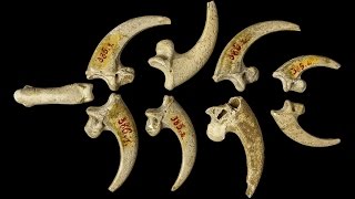 Neanderthal jewelry WhiteTailed Eagle Claws at Krapina [upl. by Elicec]