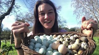 Colorful Eggsploration Raising Chickens for Egg Color [upl. by Kimble]