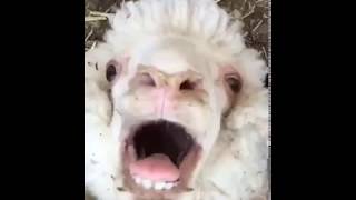 Cute baby lamb has a loud baa [upl. by Shanahan]