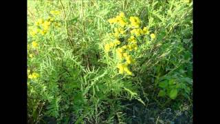 Wild Edibles Common Tansy [upl. by Nizam]