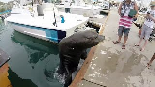 Pancho the sea lion Cabo San Lucas [upl. by Atinit30]