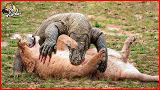 Komodo Dragon The Worlds Largest and Most Brutal Reptile  Komodo Dragon Facts [upl. by Annairt]