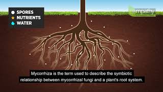 Mycorrhizal Fungi Animation [upl. by Tihw]