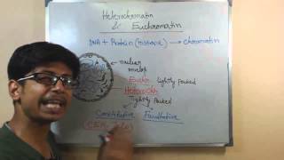 Euchromatin and hetero chromatin  structure and difference [upl. by Airotcivairam208]