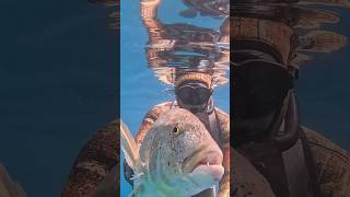 Dentex in shallow waters dentex spearfishing spearfishinggreece fishing gopro dustylabrax [upl. by Ylrebmyk]