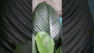 Peace lily sensation plantshortvideo pleasesubscribe thankyou [upl. by Ilyak]