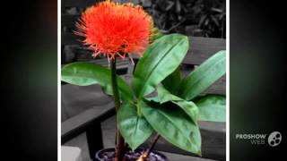 Haemanthus  garden plants [upl. by Fassold686]