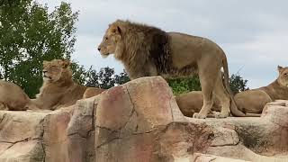 Visite du Zoo de Beauval et du Dôme Équatorial [upl. by Aieki834]