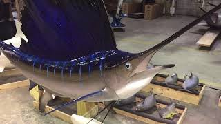 Gray Taxidermy Sailfish mount [upl. by Osric26]