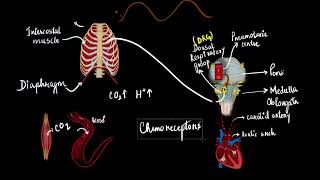 The regulation of respiration  Breathing and exchange of gases  Biology  Khan Academy [upl. by Lede]