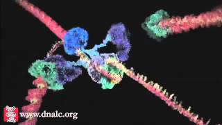 DNA Replication  DNA Polymerase and Helicase Activity Animation [upl. by Hsotnas]