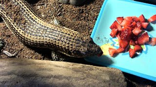 Plated Lizard Eating Fruits off a Plate [upl. by Call]