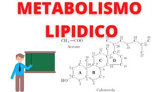 metabolismo lipidico biochimica guida completa [upl. by Mcneely]