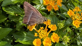 Common Banded Awl Butterfly Feeding on Lantana Nectar  Hasora chromus [upl. by Honor]