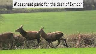 Devon and Somerset Staghounds cause widespead deer disturbance [upl. by Seyer796]