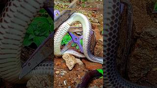 Diy snake trap with scissors snake trap hunter diy shorts [upl. by Ozzy]