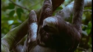 National Geographic Journey into Amazonia National geographic documentary 3 [upl. by Namyl]