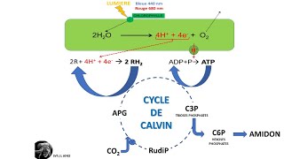 La photosynthèse dans le chloroplaste [upl. by Dionne276]