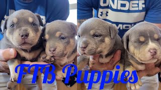 American Bully Puppies 3 week update [upl. by Kendall]