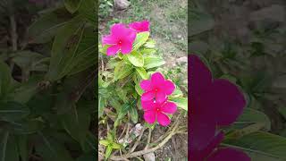 Periwinkle variety of Sadabahar  BLOSSOM 🌸 BEAUTY flowers garden cannaindica gardening [upl. by Fayre616]