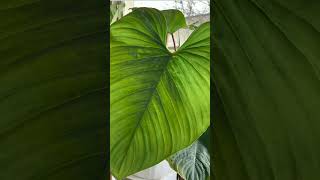 Best philodendron varieties shorts shortsfeed philodendron indoorplants houseplants gardening [upl. by Dopp413]