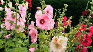 How to grow Hollyhocks Flowers plant [upl. by Ecnarual]