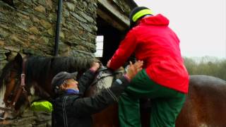 A close up look at Cumbrian Heavy Horses [upl. by Gnep]