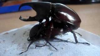 Xylotrupes gideon sumatrensis  Rhinoceros Beetle  Nashornkäfer [upl. by Aroon]